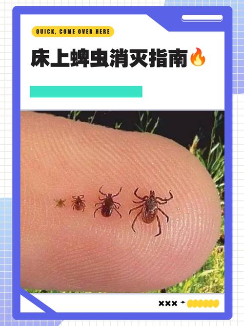 蜱虫是什么样的？和臭虫、虱子有何区别？信阳能收顺丰吗？
