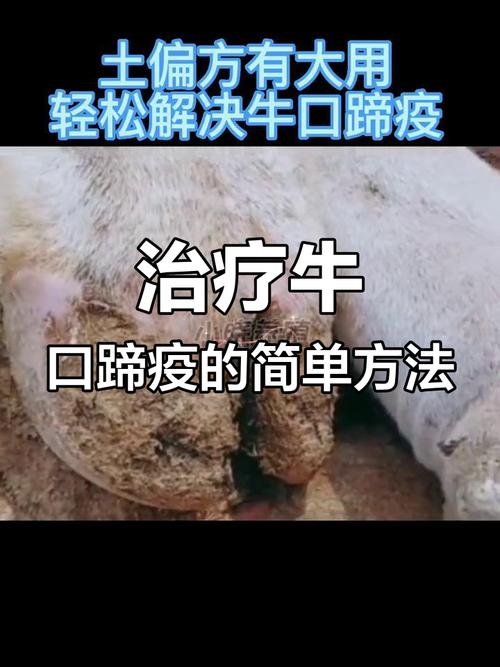 牛口蹄疫疫情处理方法，病牛隔离及治疗全流程详解